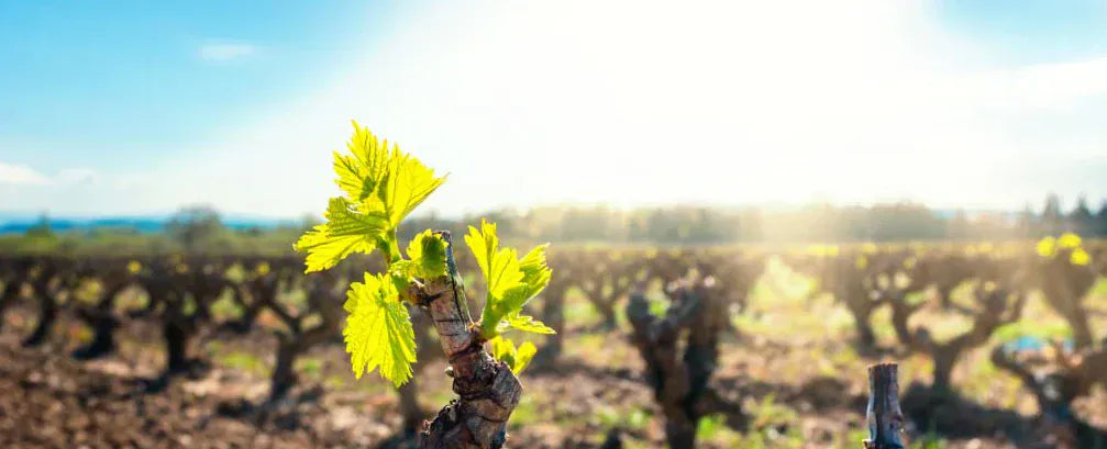 Wines of England