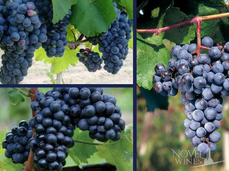 Turan and Kadarka grape varieties for winemaking from Eger in Hungary - Novel Wines