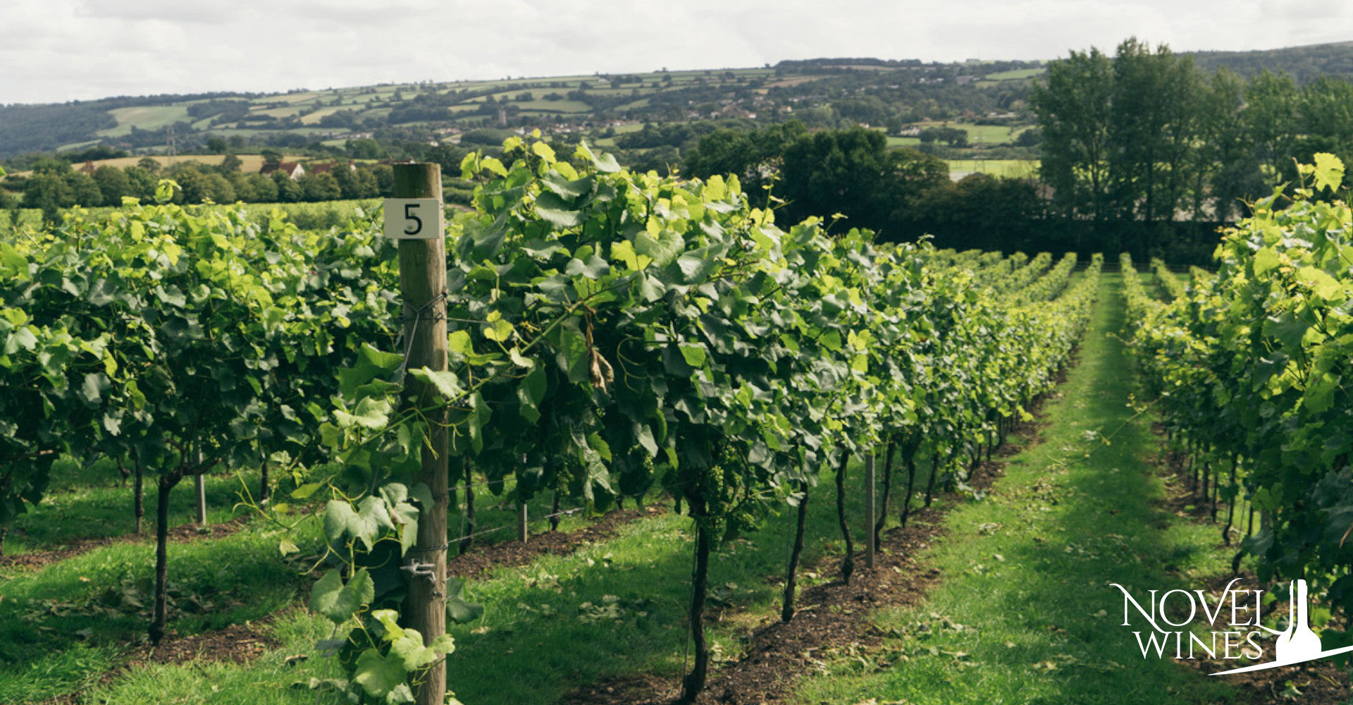 Vineyard at Aldwick Estate, one of our favourite British summer wine producers