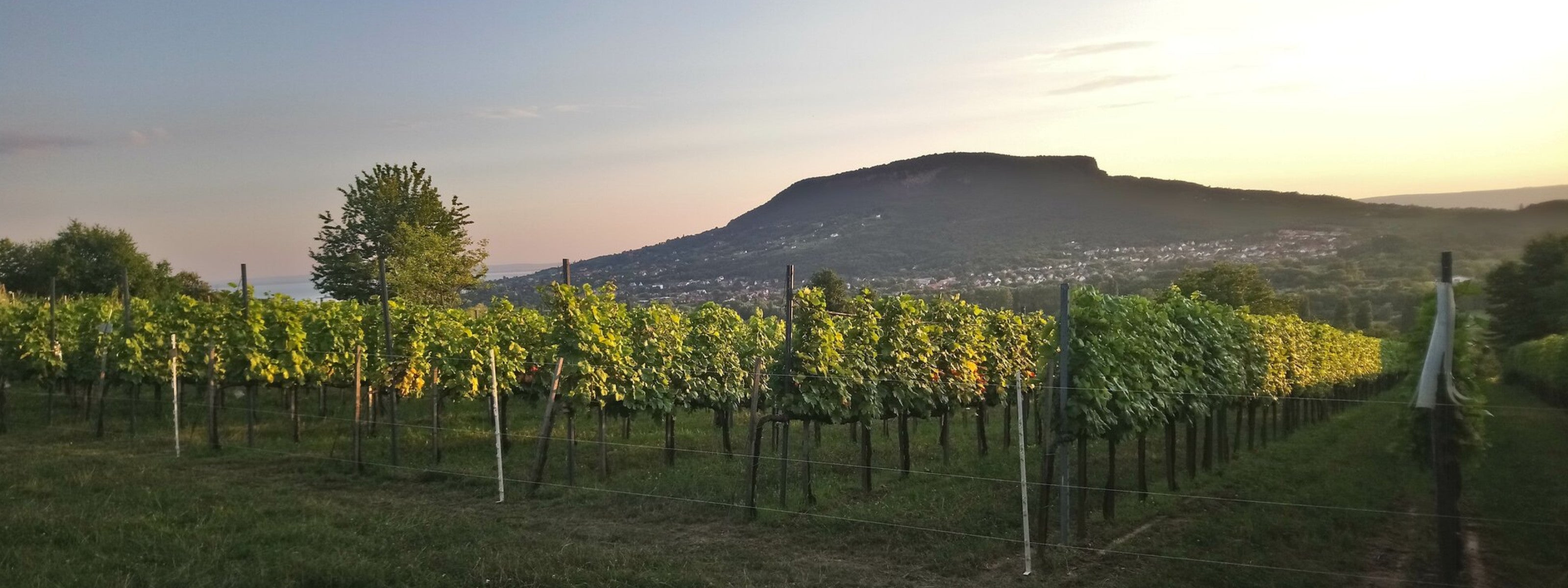 Your Guide to Hungarian Wines Beyond Furmint - This Month's Novel Wines Explorer's Club
