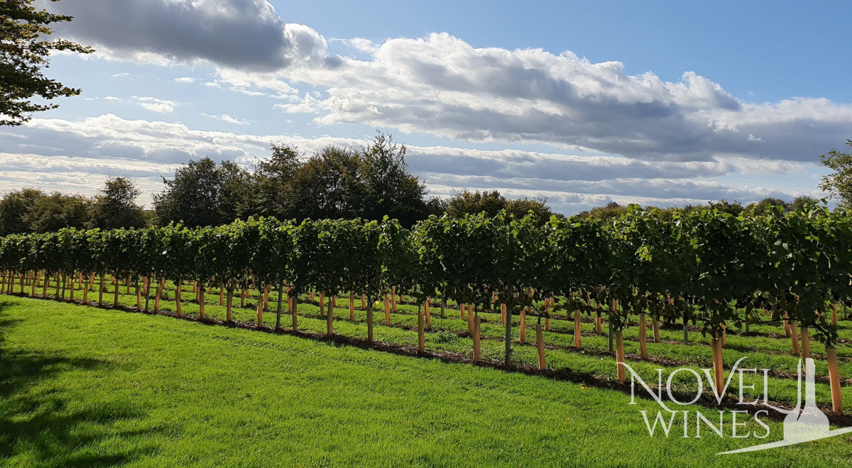 Your Guide to English Wines - This Month's Novel Wines Explorer's Club