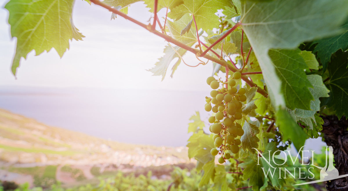 Your Guide to Croatian Wines - This Month's Novel Wines Explorer's Club