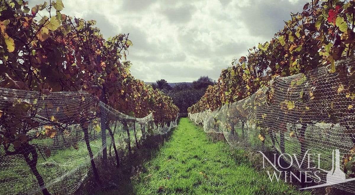 Dunleavy vineyards harvest report