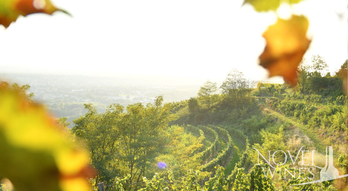 Your Guide to Austrian Wines - This Month's Novel Wines Explorer's Club