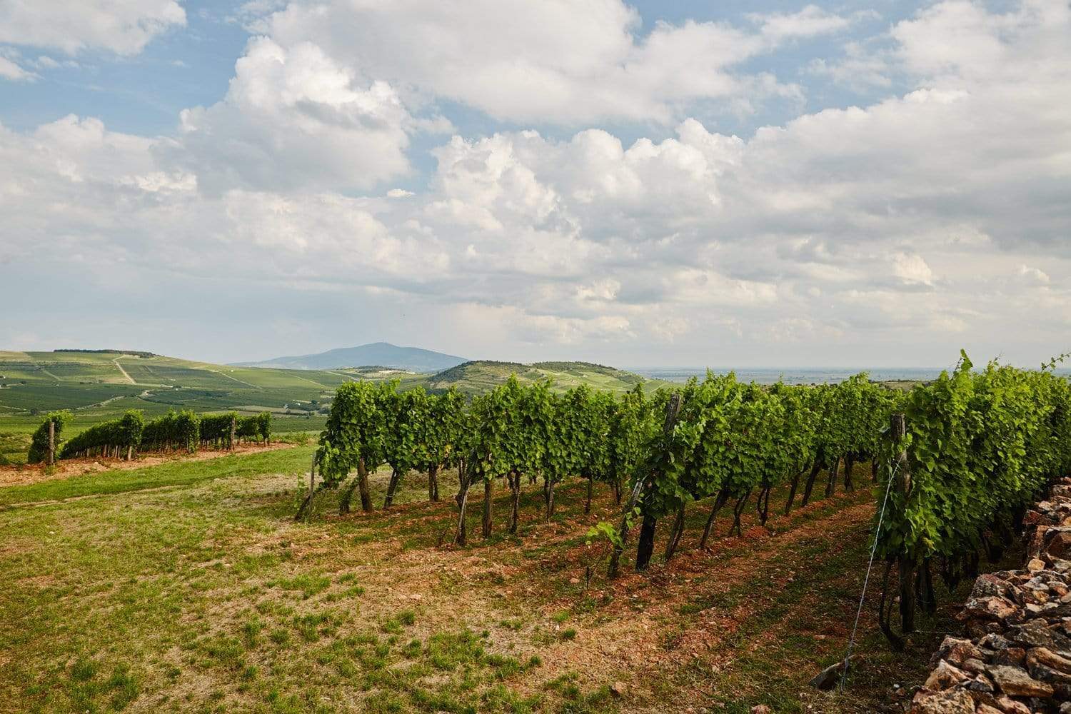 Hungary 2018: Early harvest due to heatwave