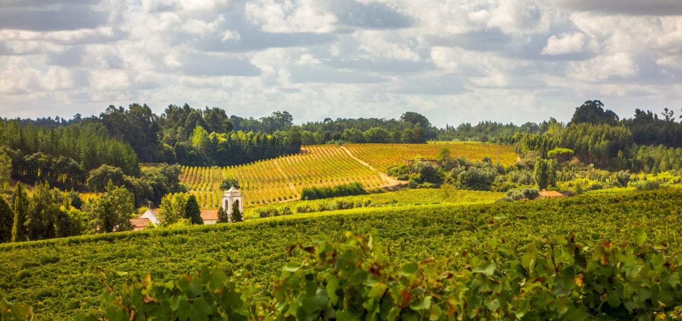 Your Guide to Croatian Wines - This Month's Novel Wines Explorer's Club