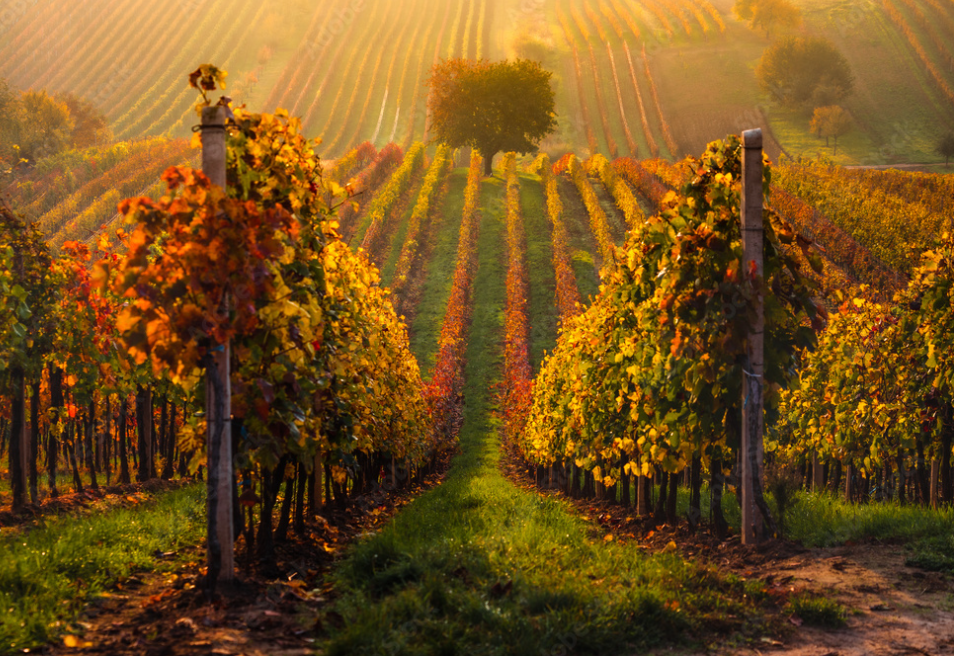 Autumn Reds - This Month's Novel Wines Explorer's Club