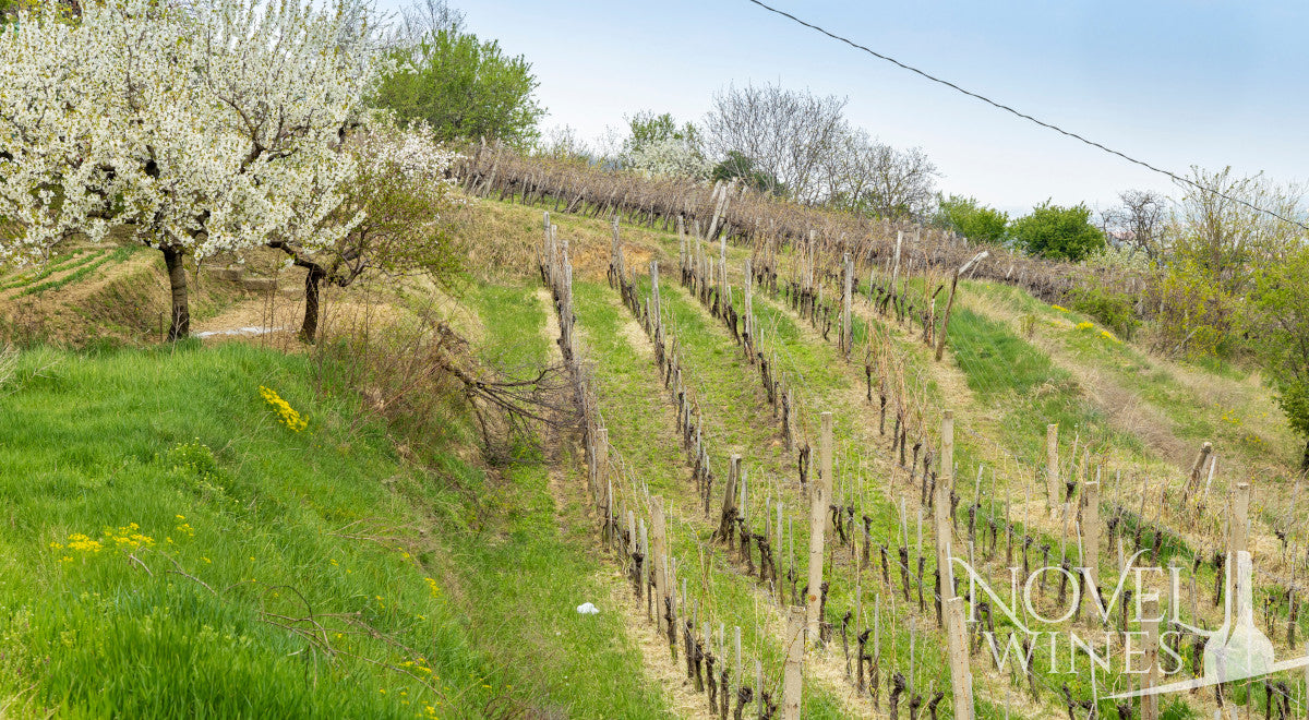 Your Guide to Southern Hungarian Wines - This Month's Novel Wines Explorer's Club