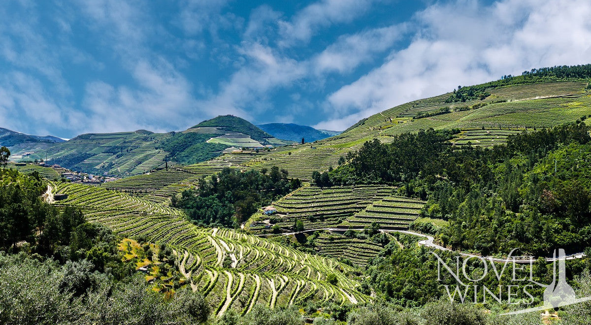 Your Guide to South American Wines - This Month's Novel Wines Explorer's Club