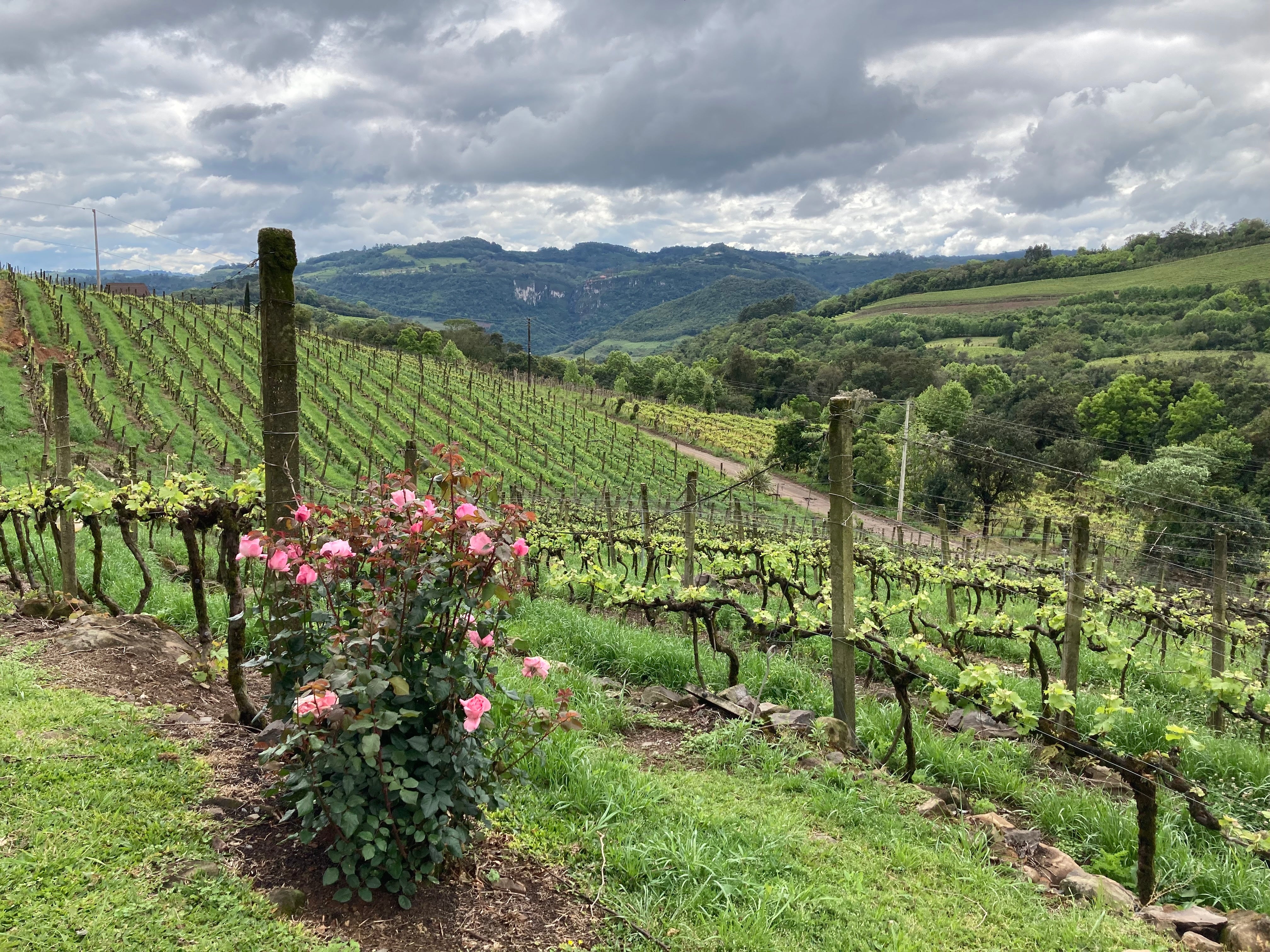 Brazilian Wine - a Q&A with Nic Corfe, founder of Go Brazil wines