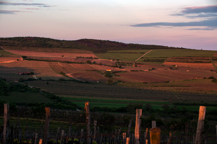 Mad about Furmint - An introduction to Hungary's most popular Grape