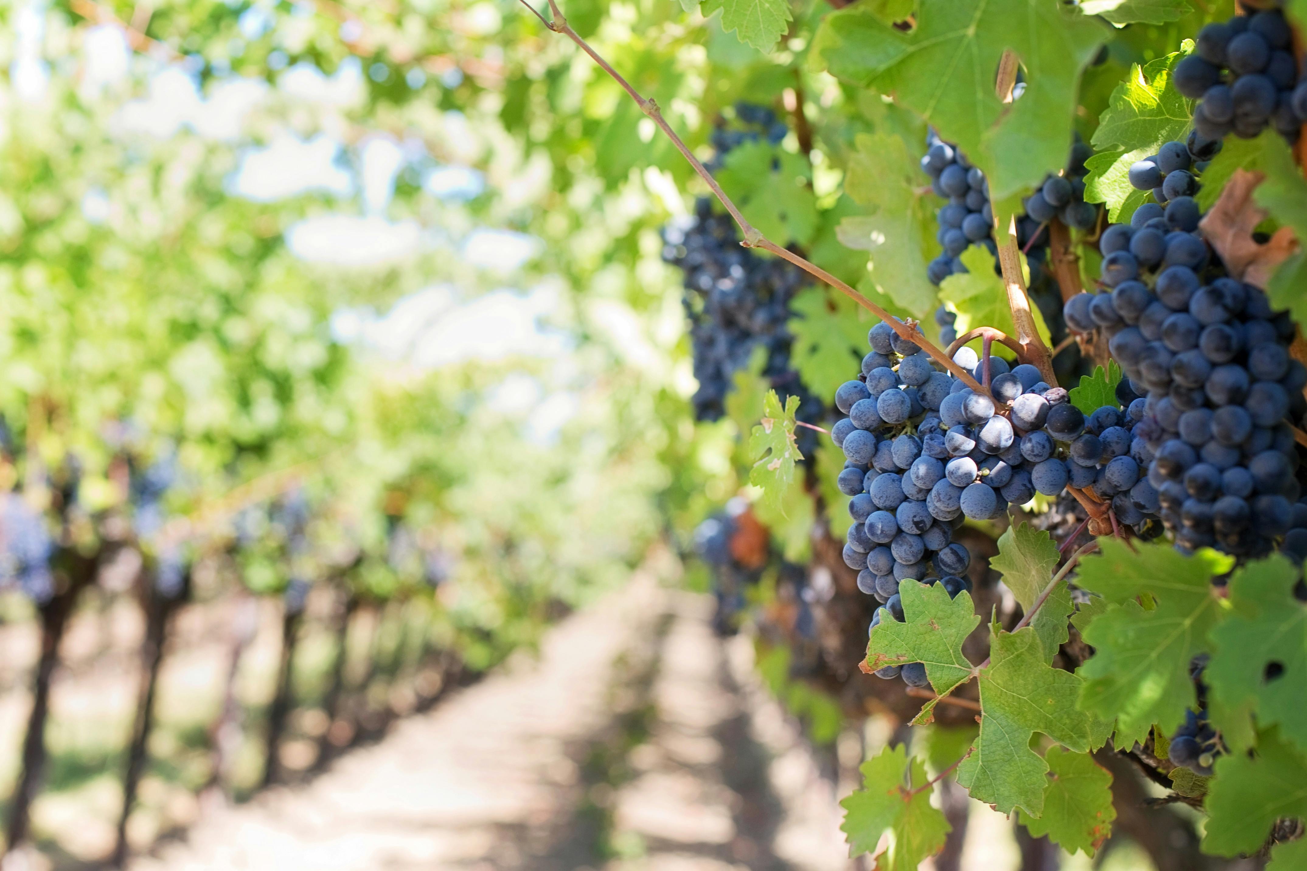 Your Guide to Familiar Grapes from Unfamiliar Places- This Month's Novel Wines Explorer's Club